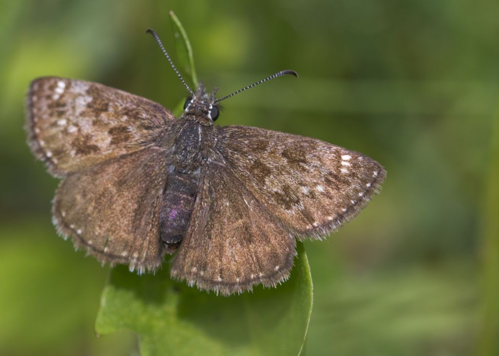 Erynnis tages?
